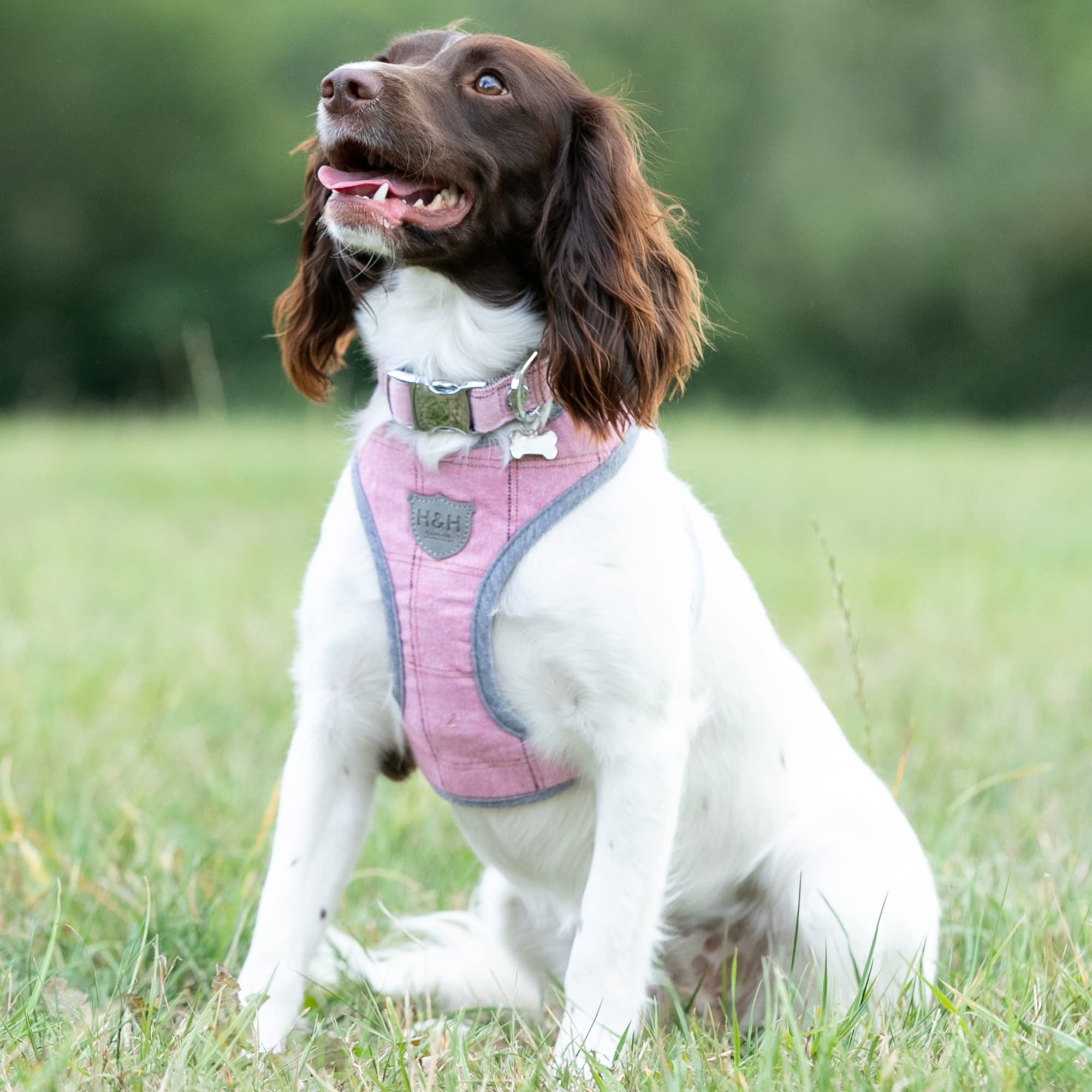 HUGO & HUDSON Tweed Dog Collar, Adjustable Quick Release Safety Metal Buckle, Pink Checked, S