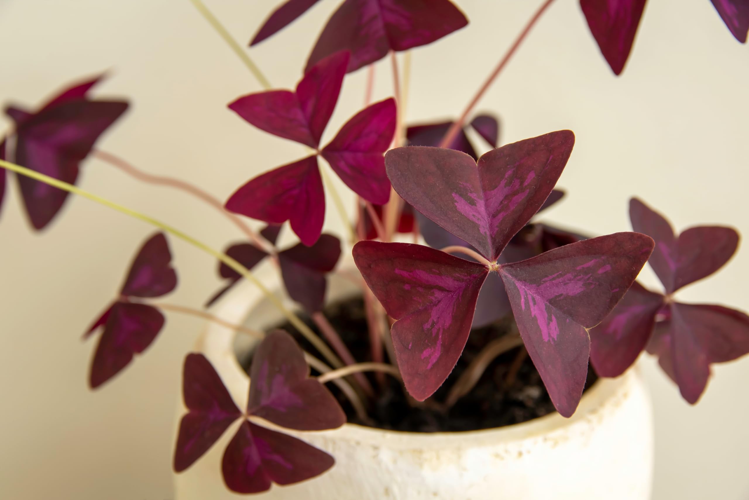 10 x Oxalis Triangularis Bulbs Purple Shamrock Summer Flowering Perennial Easy to Grow Plants