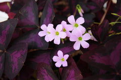 10 x Oxalis Triangularis Bulbs Purple Shamrock Summer Flowering Perennial Easy to Grow Plants