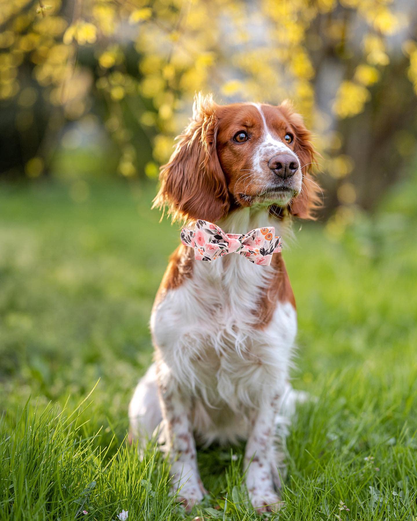 Elegant little tail Floral Dog Collar, Girl Pet Collar Comfortable Pink Dog Collar with Bow, Pet Collar Adjustable Soft Bowtie Dog Collars for X-Small Puppy