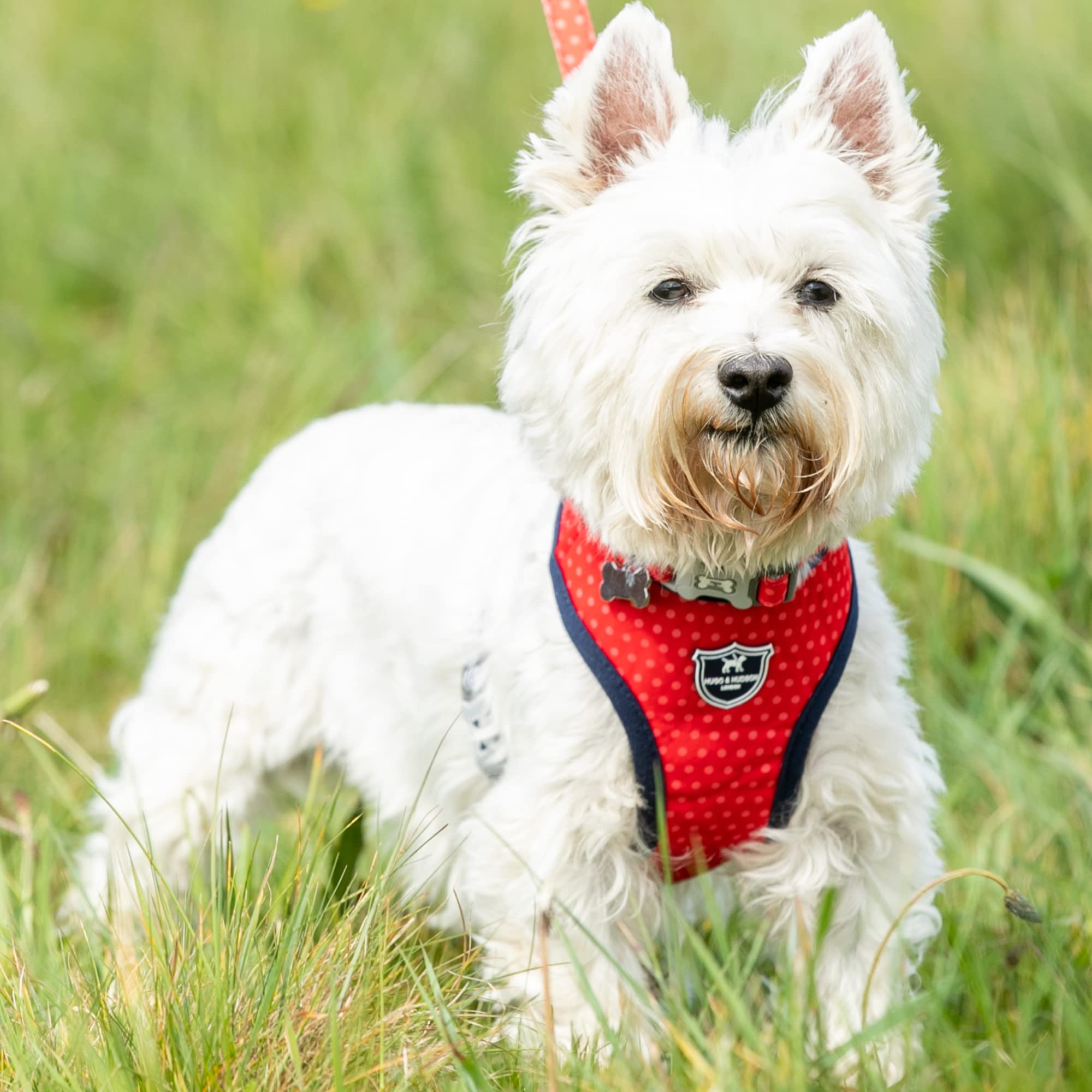 HUGO & HUDSON Nylon Dog Collar with Quick Release Safety Buckle, Red & Coral Polka Dot, XS