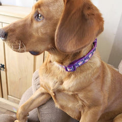 YUDOTE Spring Theme Dog Collar Medium with Printed Floral Pattern for Steady Girl Dogs Neck 31-49cm, Purple