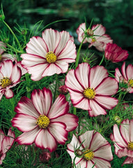 PREMIER SEEDS DIRECT - Cosmos - BIPINNATUS - Picotee - 750 Finest Flower Seeds