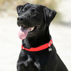 HUGO & HUDSON Nylon Dog Collar with Quick Release Safety Buckle, Red & Coral Polka Dot, XS