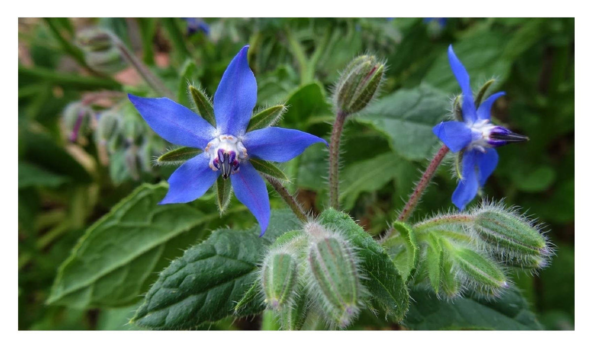 PREMIER SEEDS DIRECT Borage Blue - 200 Finest Seeds - HERB - Organic