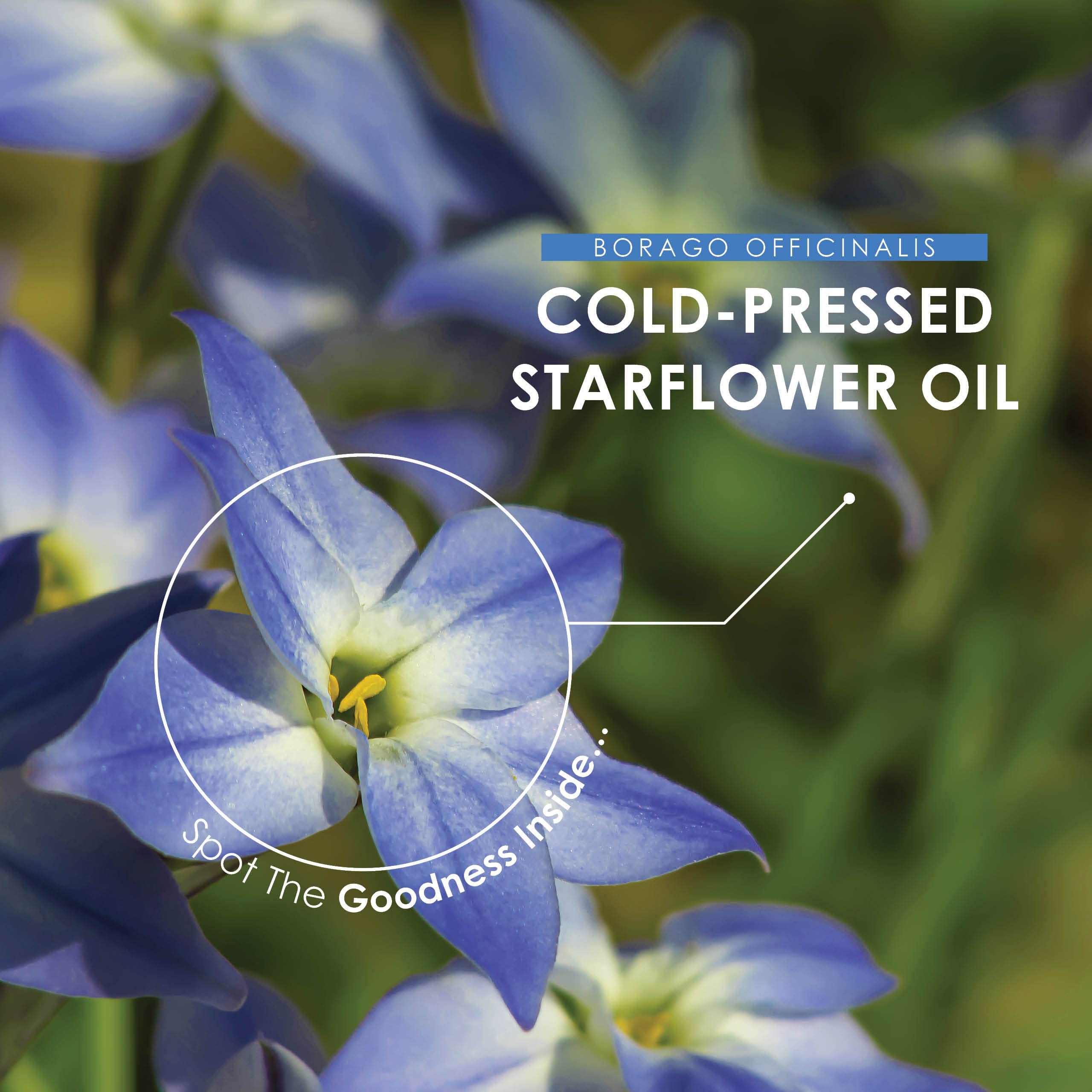 Cold Pressed Starflower Oil 1000mg - 90 softgels - Borage Oil Natural Source of Omega-6 (3 Month Supply)