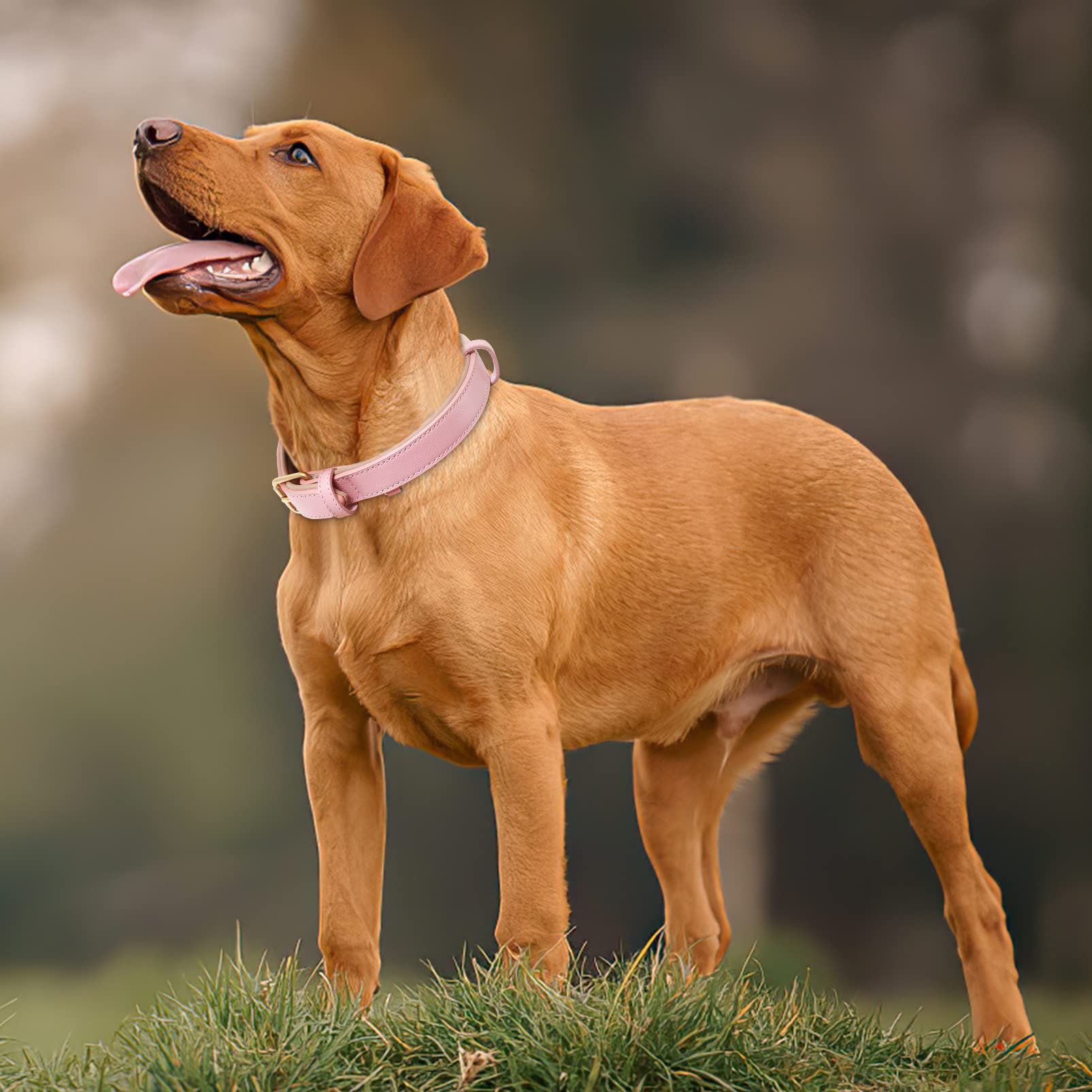 HEELE Soft Leather Dog Collar Puppy Small Dogs Breathable Padded with D Ring, Adjustable Classic Dog Pet Collar, Pink, XS