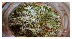 PREMIER SEEDS DIRECT - Organic Sprouting Seeds - Alfalfa - 40 GM