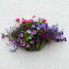 Jamieson Brothers® Beautiful Hanging Baskets Mixture contains Petunia, Lobelia, Swan River Daisy, Alyssum, Phlox and Verbena flower seeds (Approx. 400 seeds)