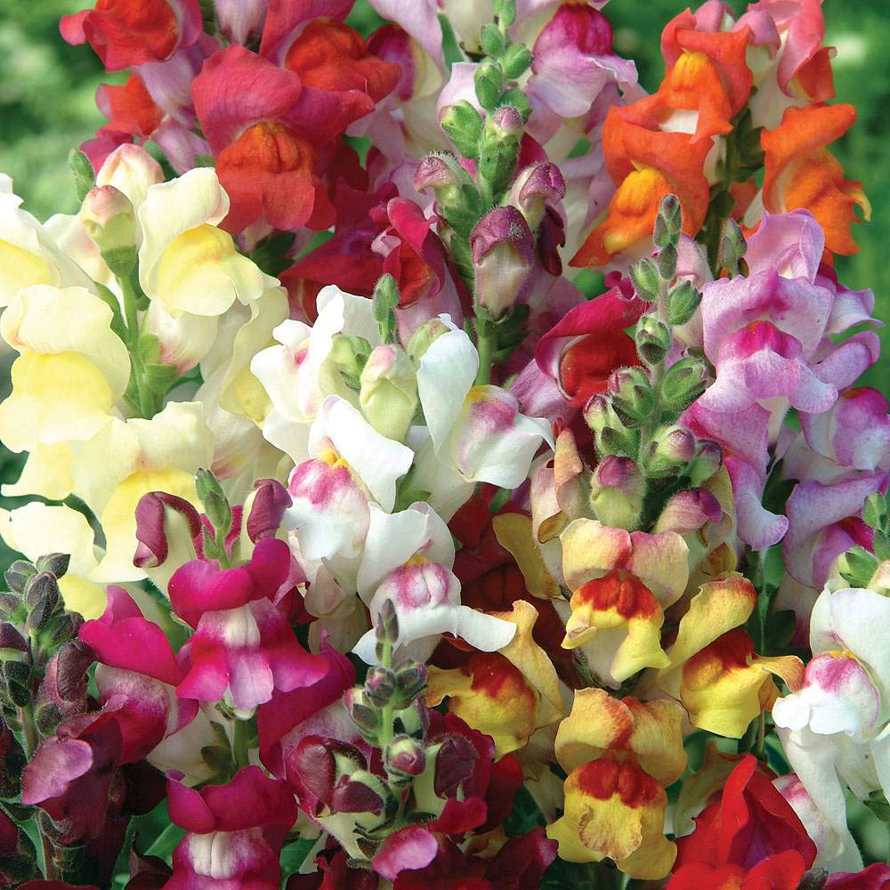 Antirrhinum majus ‘Circus Clowns’ (Snapdragon) Half-Hardy Annual 1 Packet (200 Seeds) by Thompson and Morgan