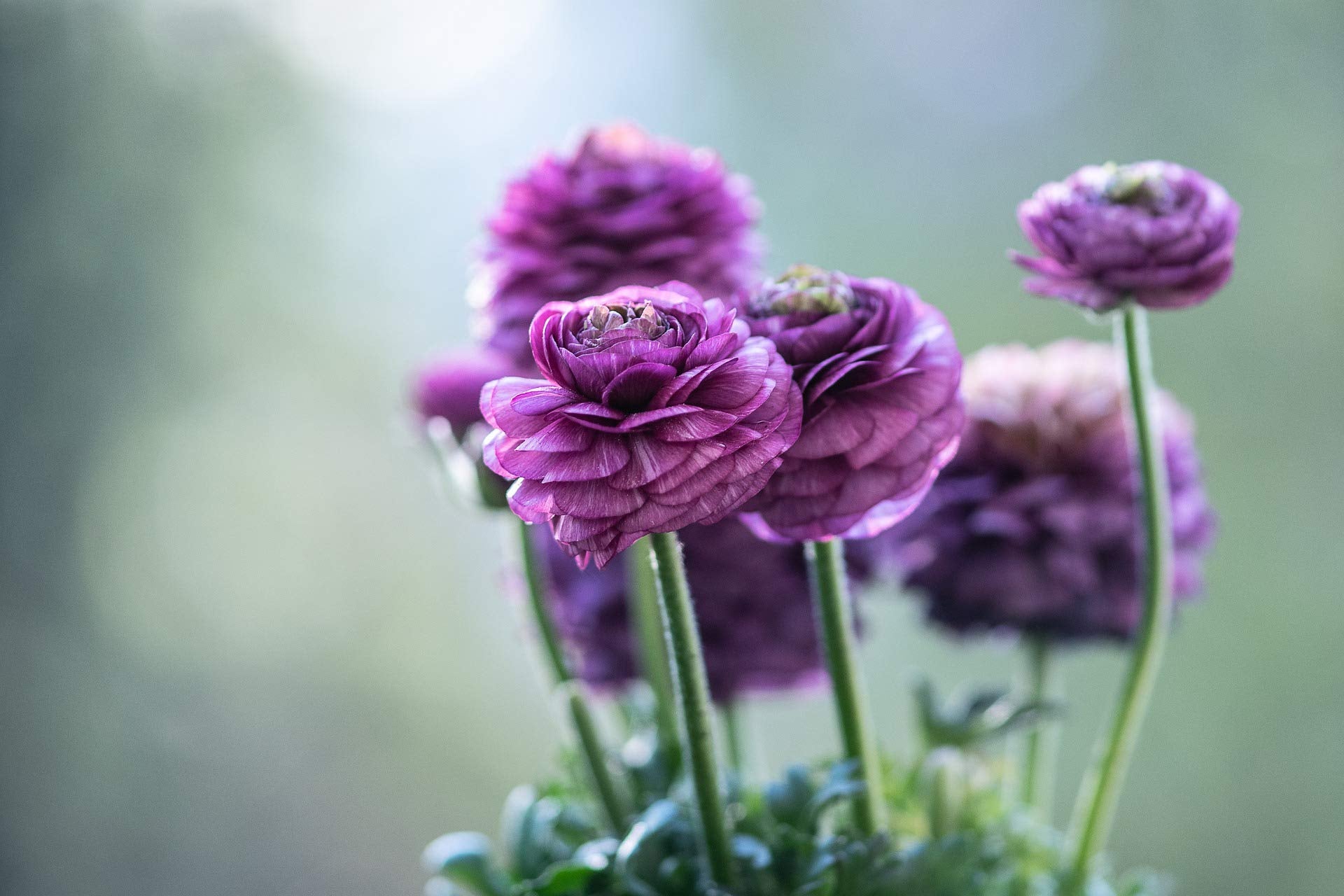 Oliwier's Bulbs 10 x Ranunculus Asiaticus Purple Beautiful Spring Summer Flowering Bulbs Persian Buttercup Cut Flowers Hardy Garden Perennial Ready To Plant Corms Size 5/6