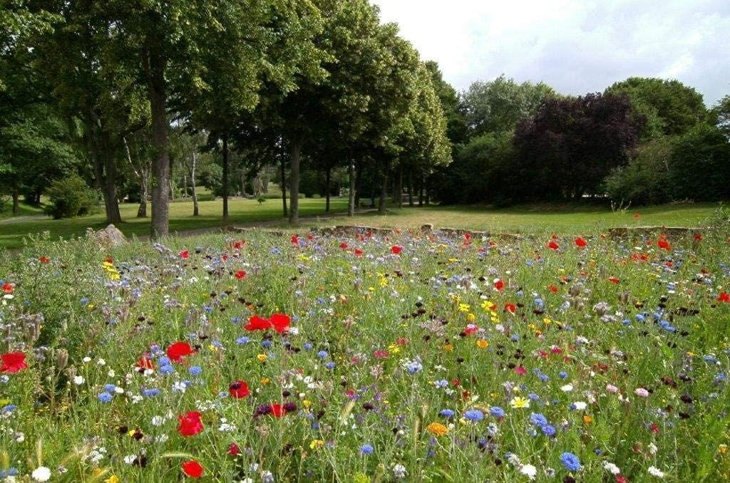 Wildflower Seed Mix - Premium Annual and Perennial Blend - Perfect for Gardens, Meadows, and Bouquets - Non-GMO and Pesticide-Free, No Grass, no Filler- Butterfly Party 10g