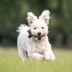 Benebone 2-Pack Indestructible Maplestick/Zaggler for Aggressive Chewers, Long Lasting Tough Boredom Breaker for Dogs, Real Bacon and Maple Wood Flavour, For Small Dogs, Made in the USA.