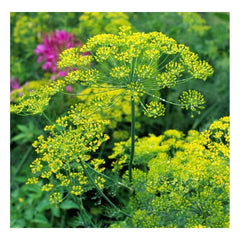 PREMIER SEEDS DIRECT - HERB - Dill - Bouquet - ANETHUM GRAVEOLENS - 5000 Seeds