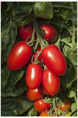 PREMIER SEEDS DIRECT - Tomato Plum NAGINA - 10 Seeds - Blight Resistant