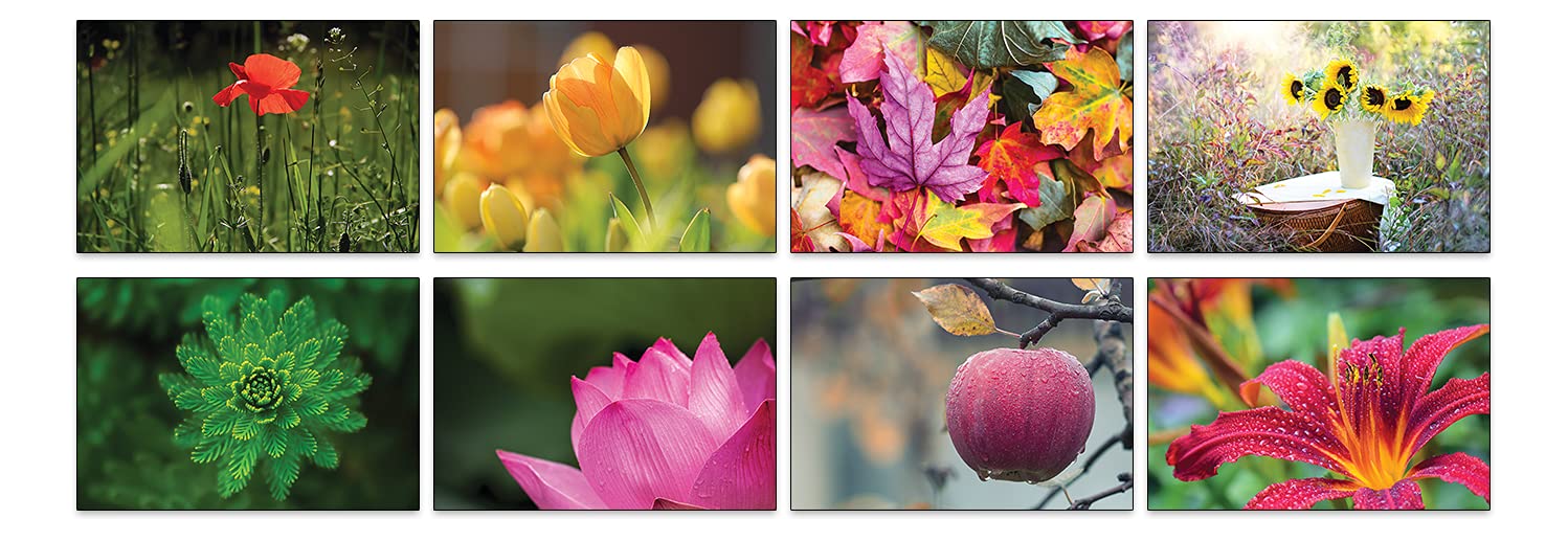 the lazy panda card company Nature Selection Postcards: 32 Different Postcards with different Natural Themes (Beautiful Flowers)