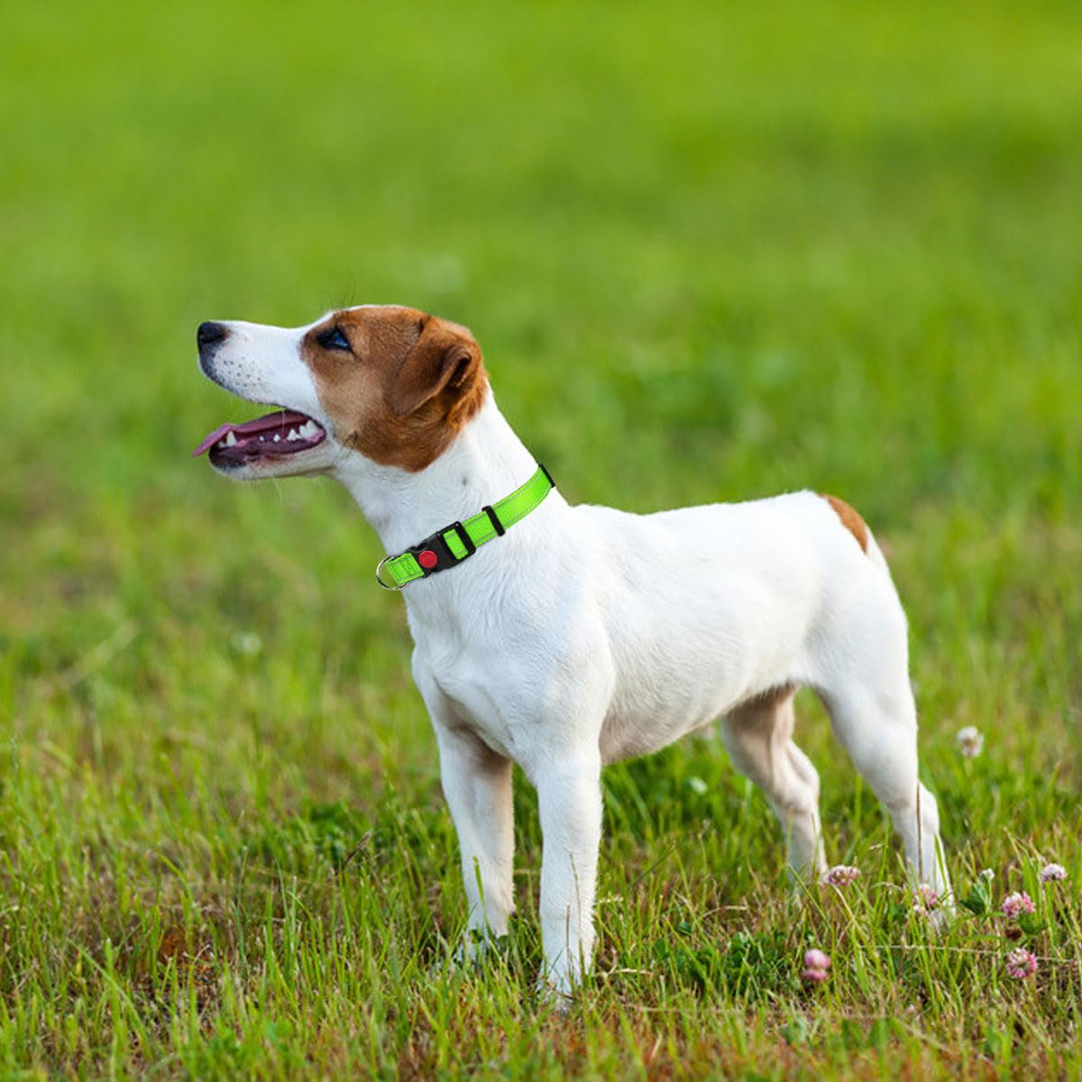 Taglory Reflective Nylon Dog Collar with Safety Buckle, Adjustable Pet Collars with Soft Neoprene Padding for Small Dogs, Green