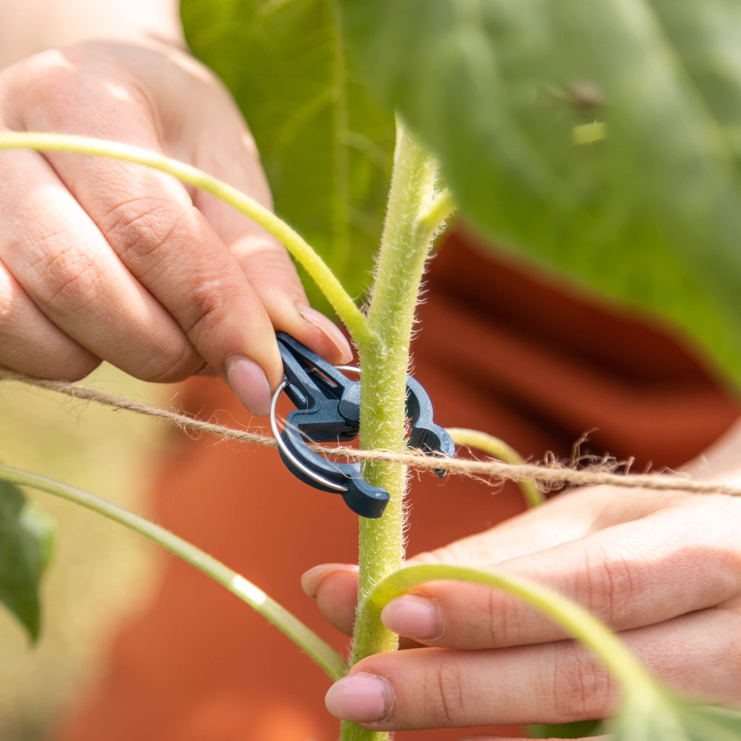 OwnGrown Plant Clips: 50x Plant Support Clips Size M – Climbing Plant Support for Climbing Plants – Plant Supports for Outdoor Plants – Plant Ties