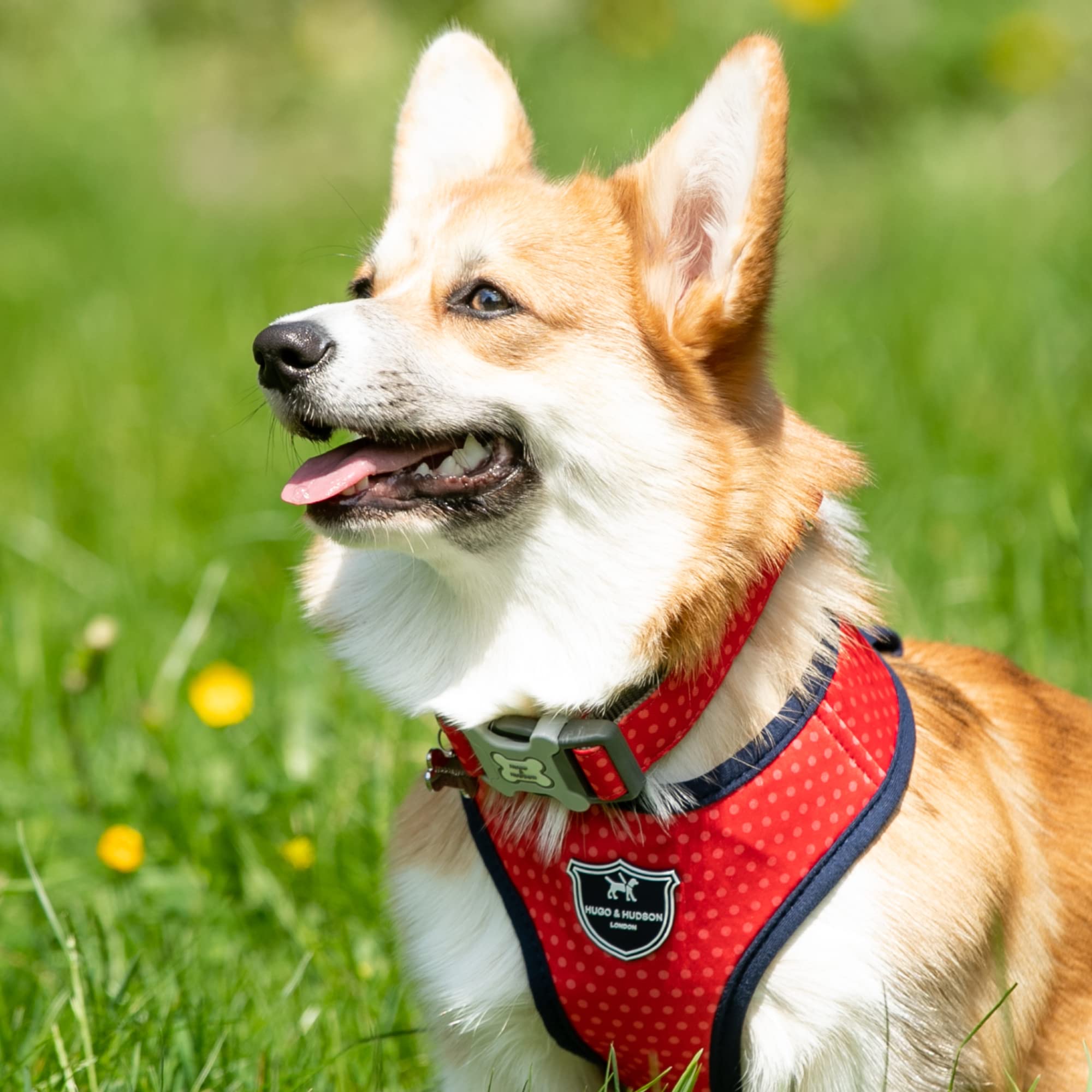 HUGO & HUDSON Nylon Dog Collar with Quick Release Safety Buckle, Red & Coral Polka Dot, XS