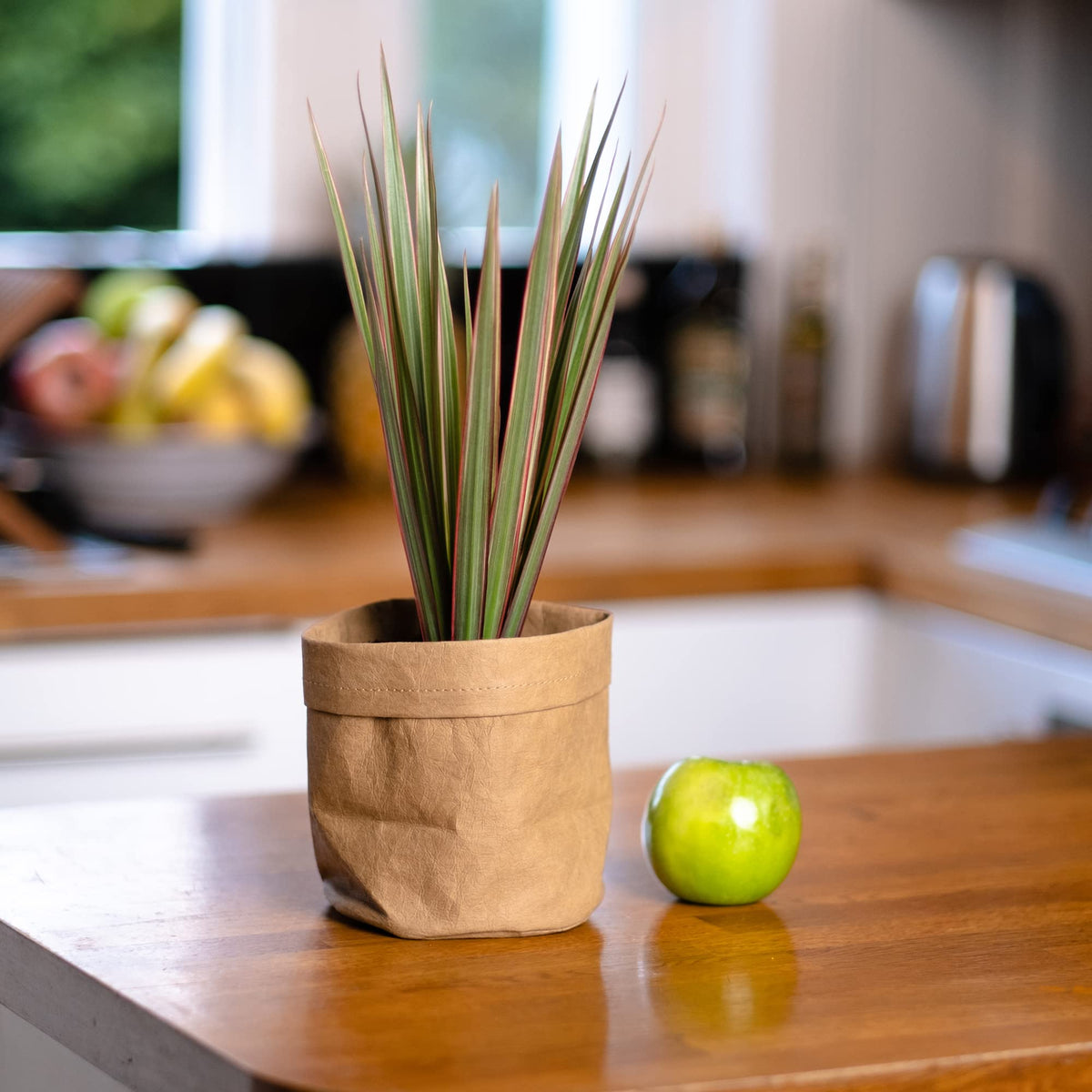 Milam London Indoor Plant Pot Cover/Washable Kraft Paper Plant Bag Container for Planting & Storage/Eco-Friendly Gifts/Biodegradable Plant Pots/Succulent Plant Pot/Flower Pots Indoor / 13cm