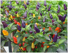 PREMIER SEEDS DIRECT - Dwarf Pepper HOT - Roxi - 50 Seeds