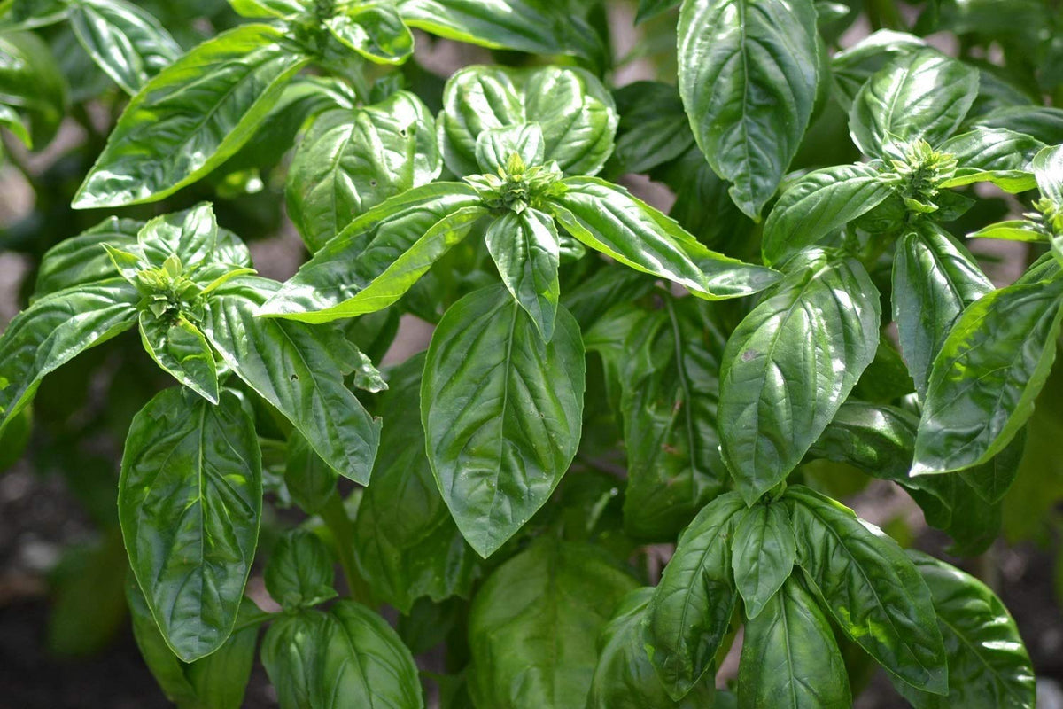 PREMIER SEEDS DIRECT - Herb - Basil Genovese - 1160 Seeds