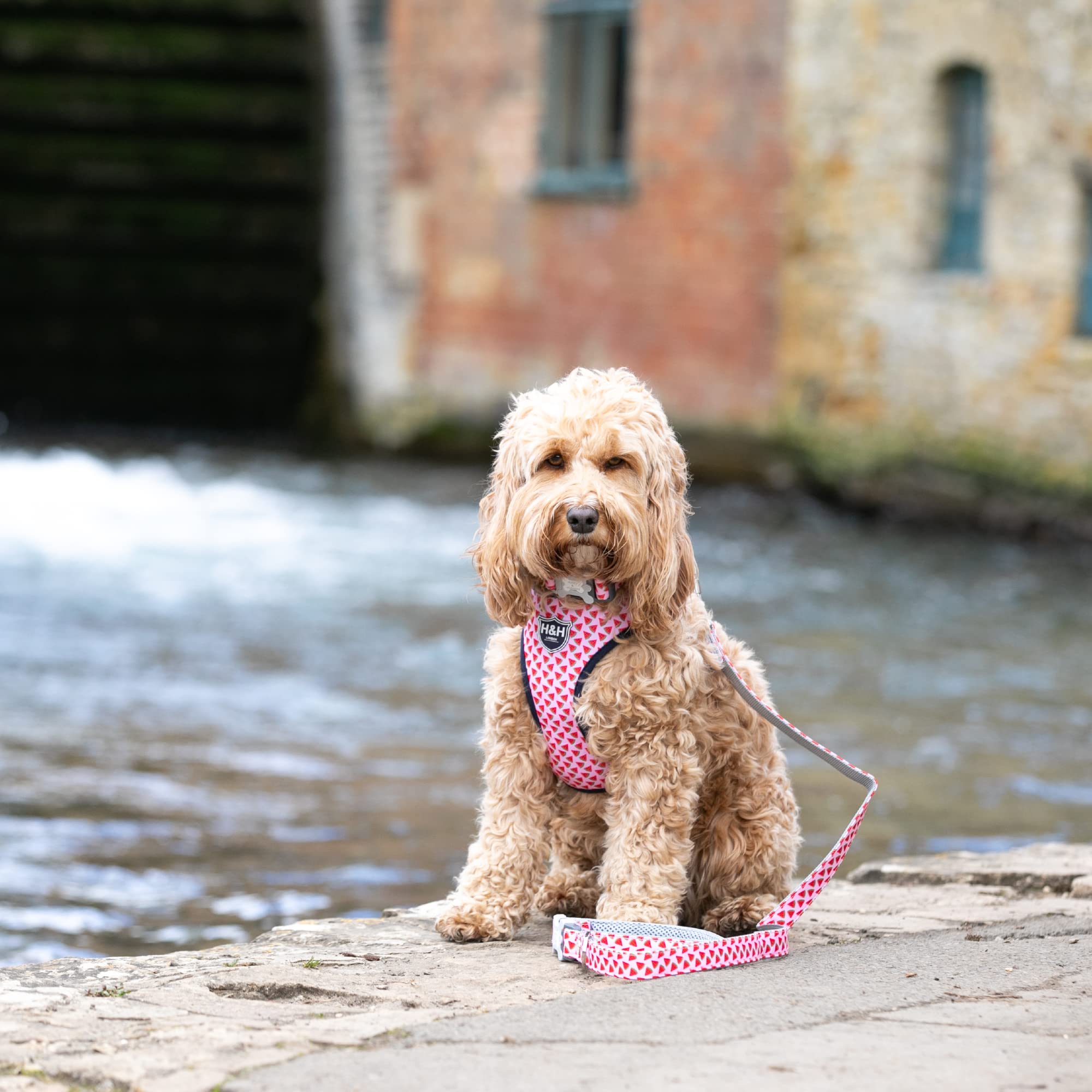 HUGO & HUDSON Nylon Dog Collar with Quick Release Safety Buckle, Pink Watermelon, S