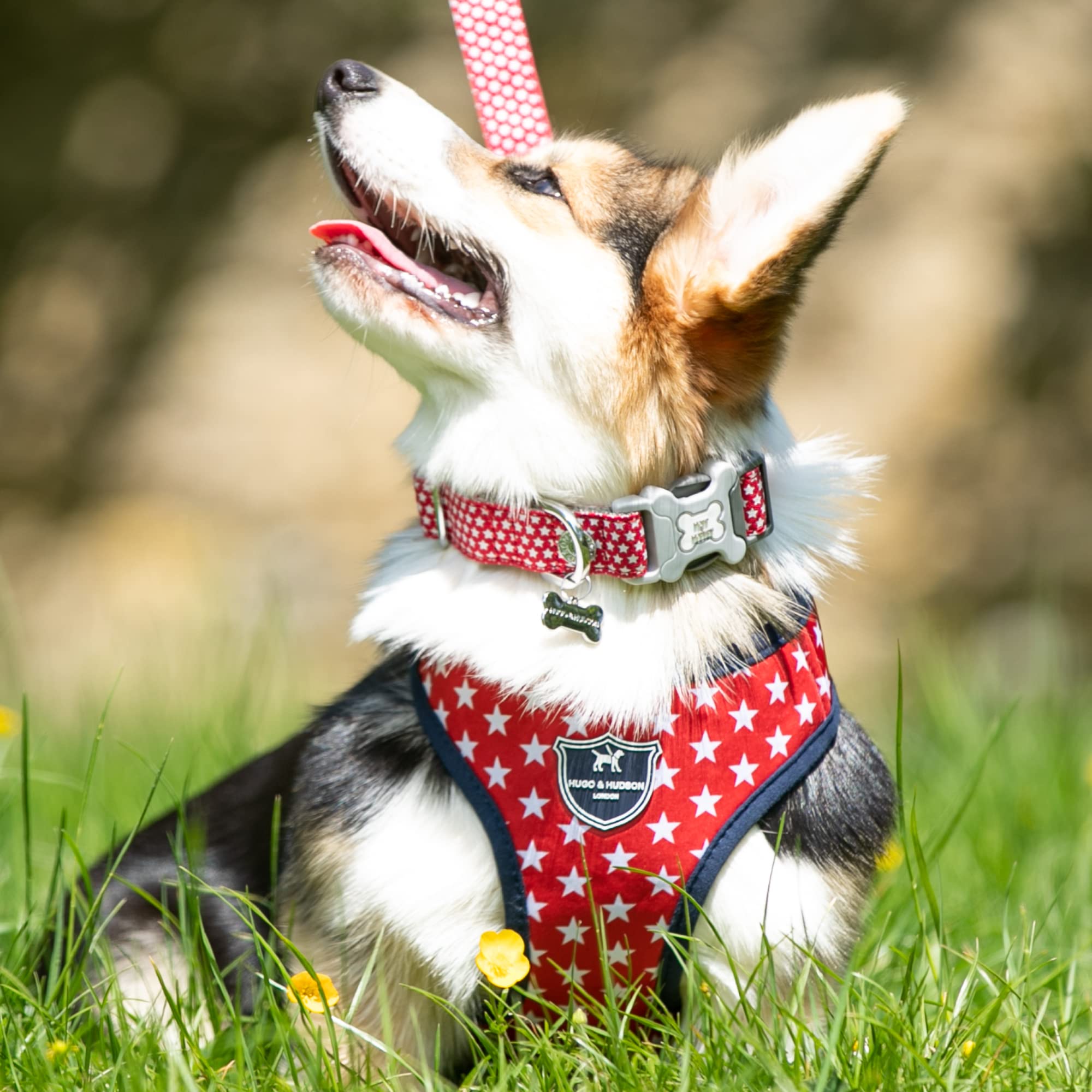 HUGO & HUDSON Nylon Dog Collar with Quick Release Safety Buckle, Red Star, XS