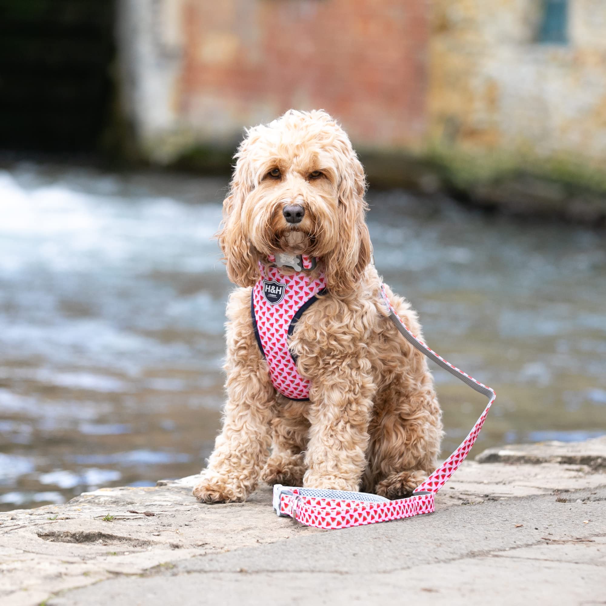 HUGO & HUDSON Nylon Dog Collar with Quick Release Safety Buckle, Pink Watermelon, S