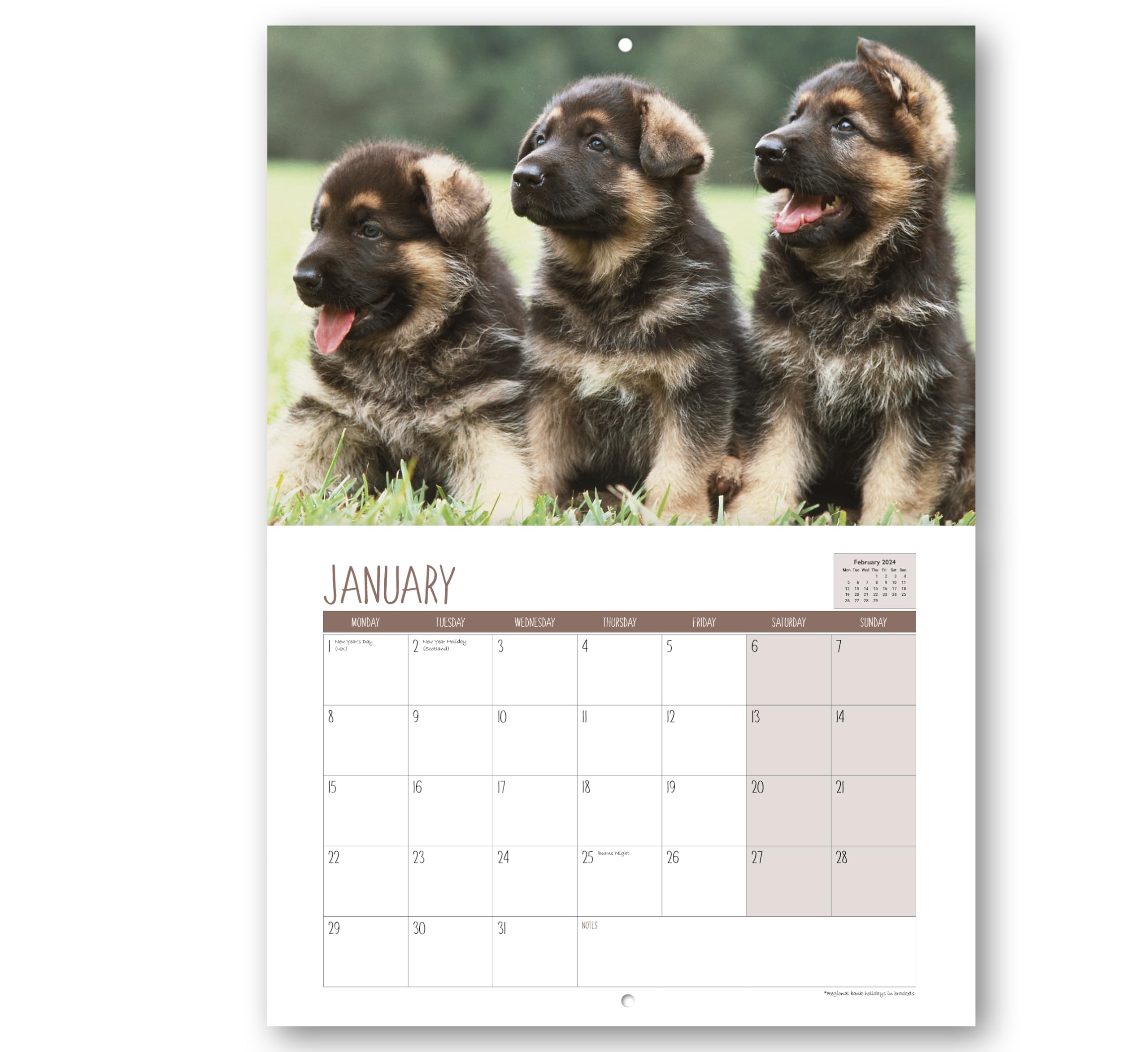 A4 Puppies Calendar 2024. One Month to View. UK, Scotland, RoI & N Ireland Bank Holidays. Wall Calendar by Absolutely Yours.