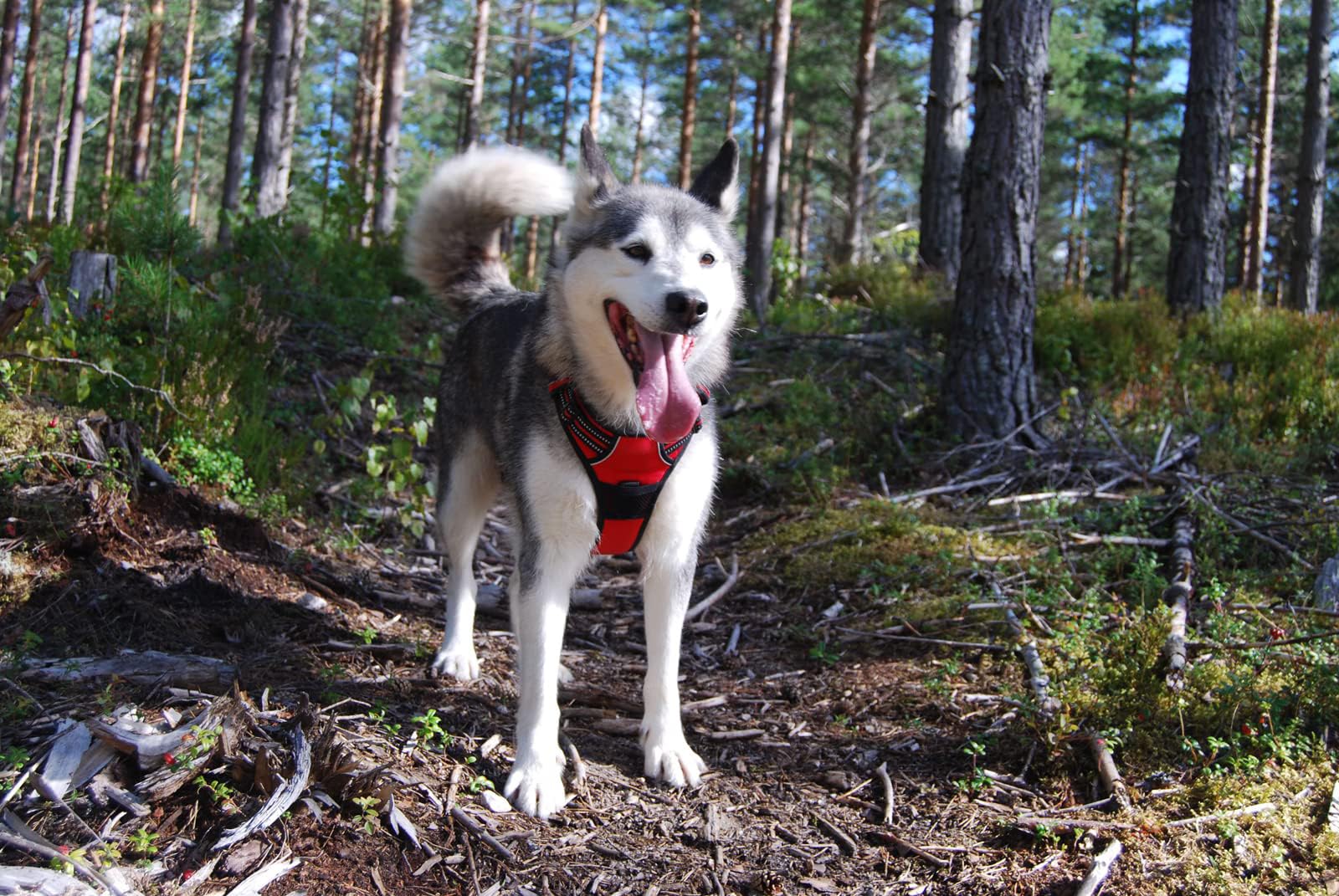 TrueLove Dog Harness TLH5651 No-pull Reflective Stitching Ensure Night Visibility, Outdoor Adventure Big Dog Harness Perfect Match Puppy Vest Now Available (Red,XS)