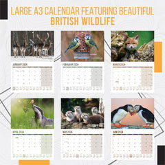 A4 UK Wildlife Calendar 2024 Month to View Features 12 High Resolution Images of UK Wildlife (2024)