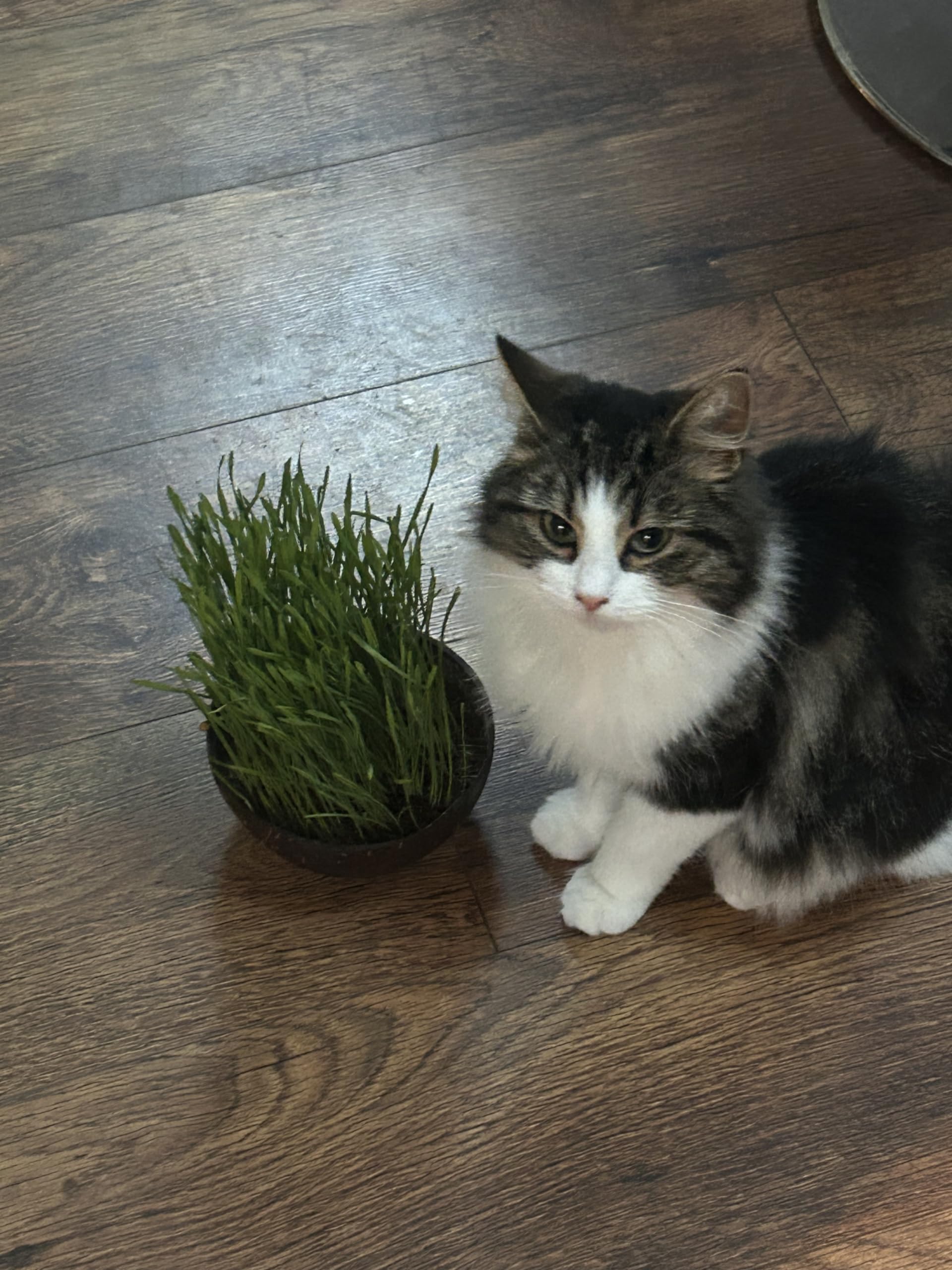 Cat Grass Seeds 150g   UK Grown Organic Wheatgrass Seeds   Cat Grass for Indoor Cats  Cat Grass for Outdoor Cats