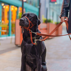 HALTI Headcollar - To Stop Your Dog Pulling on the Lead. Adjustable, Reflective and Lightweight, with Padded Nose Band. Dog Training Anti-Pull Collar for Medium Dogs (Size 2, Burnt Orange)