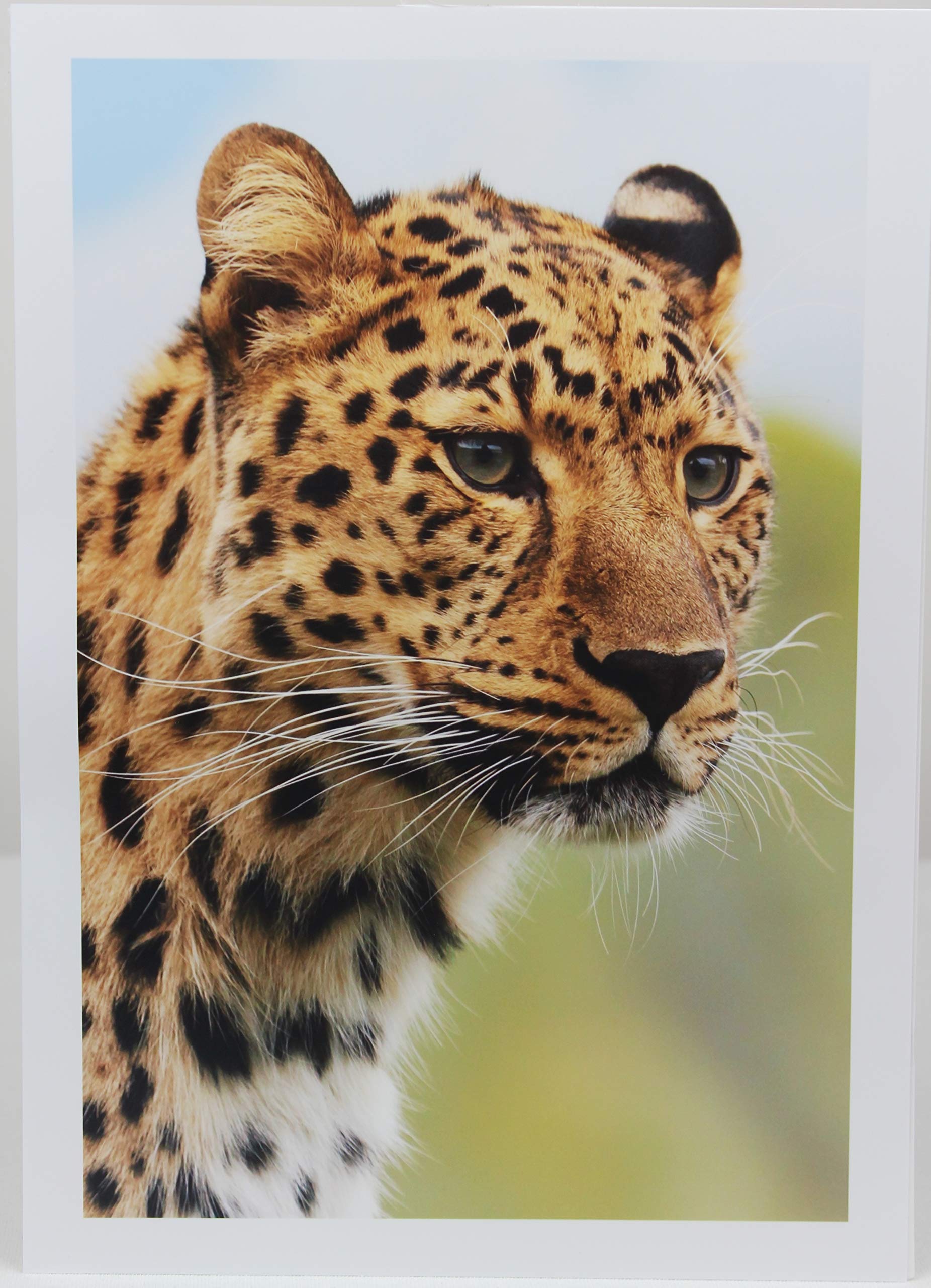 PPD Inkjet Gloss Super Premium Photo Paper 6 x 4 Inch 280gsm x 50 Sheets PPD-20-50