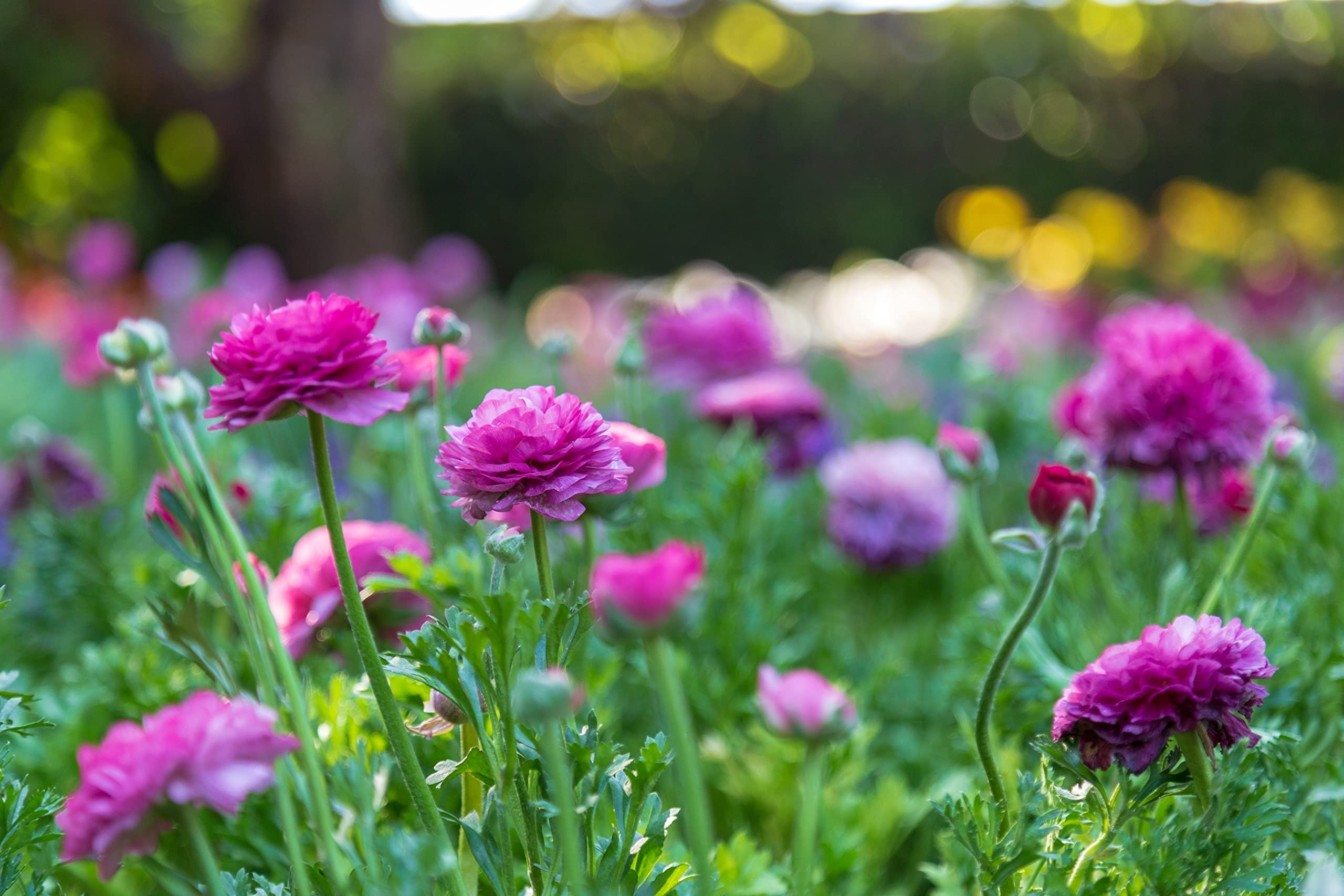 Oliwier's Bulbs 10 x Ranunculus Asiaticus Purple Beautiful Spring Summer Flowering Bulbs Persian Buttercup Cut Flowers Hardy Garden Perennial Ready To Plant Corms Size 5/6