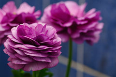 Oliwier's Bulbs 10 x Ranunculus Asiaticus Purple Beautiful Spring Summer Flowering Bulbs Persian Buttercup Cut Flowers Hardy Garden Perennial Ready To Plant Corms Size 5/6