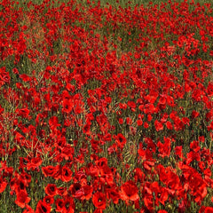 Flower Seeds 10,000 Seeds Papaver rhoeas Red Common Field Poppy Meadow Wild Flower Seed Seeds by Pretty Wild Seeds BN Pictorial Seed Packets Fresh Seeds