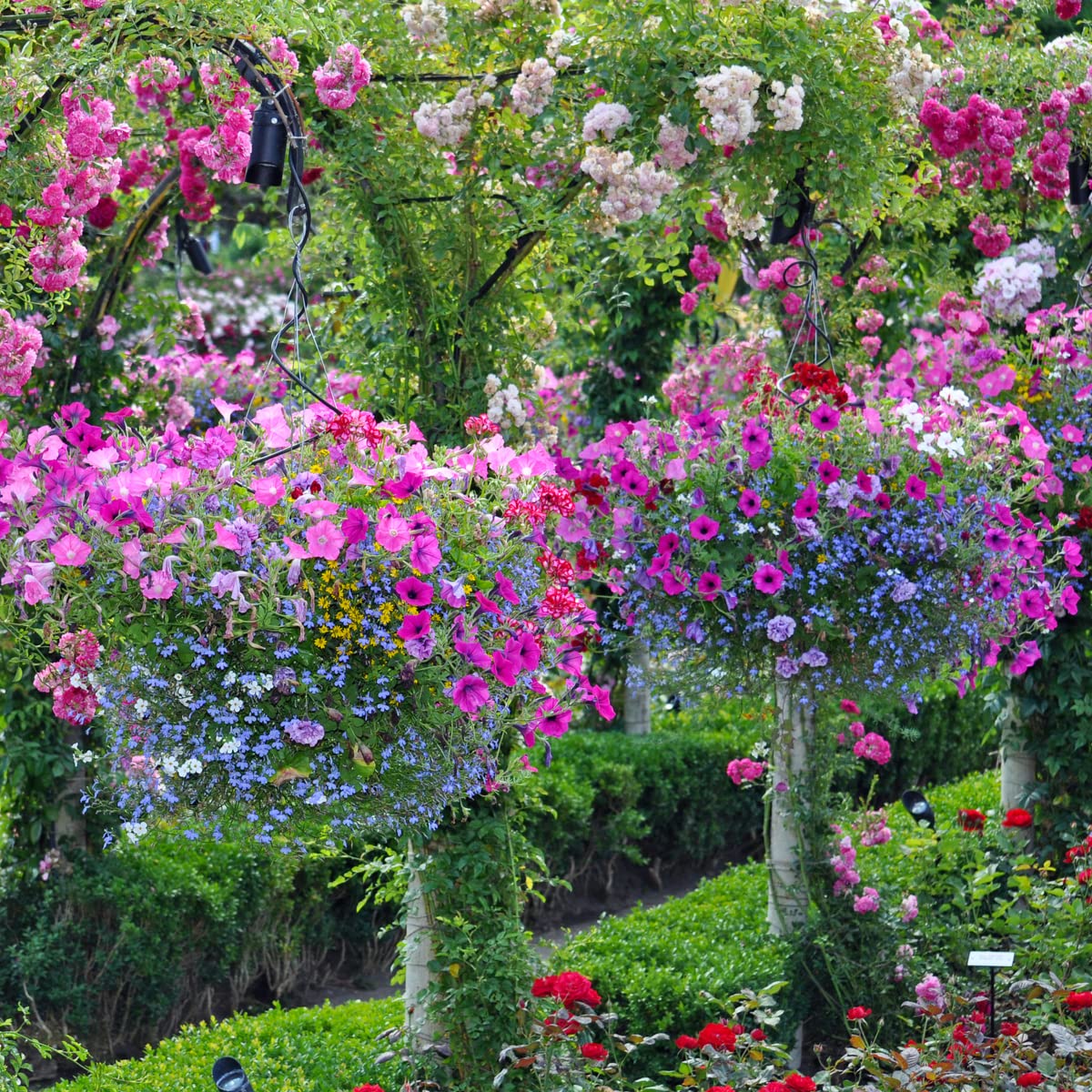 Jamieson Brothers® Beautiful Hanging Baskets Mixture contains Petunia, Lobelia, Swan River Daisy, Alyssum, Phlox and Verbena flower seeds (Approx. 400 seeds)