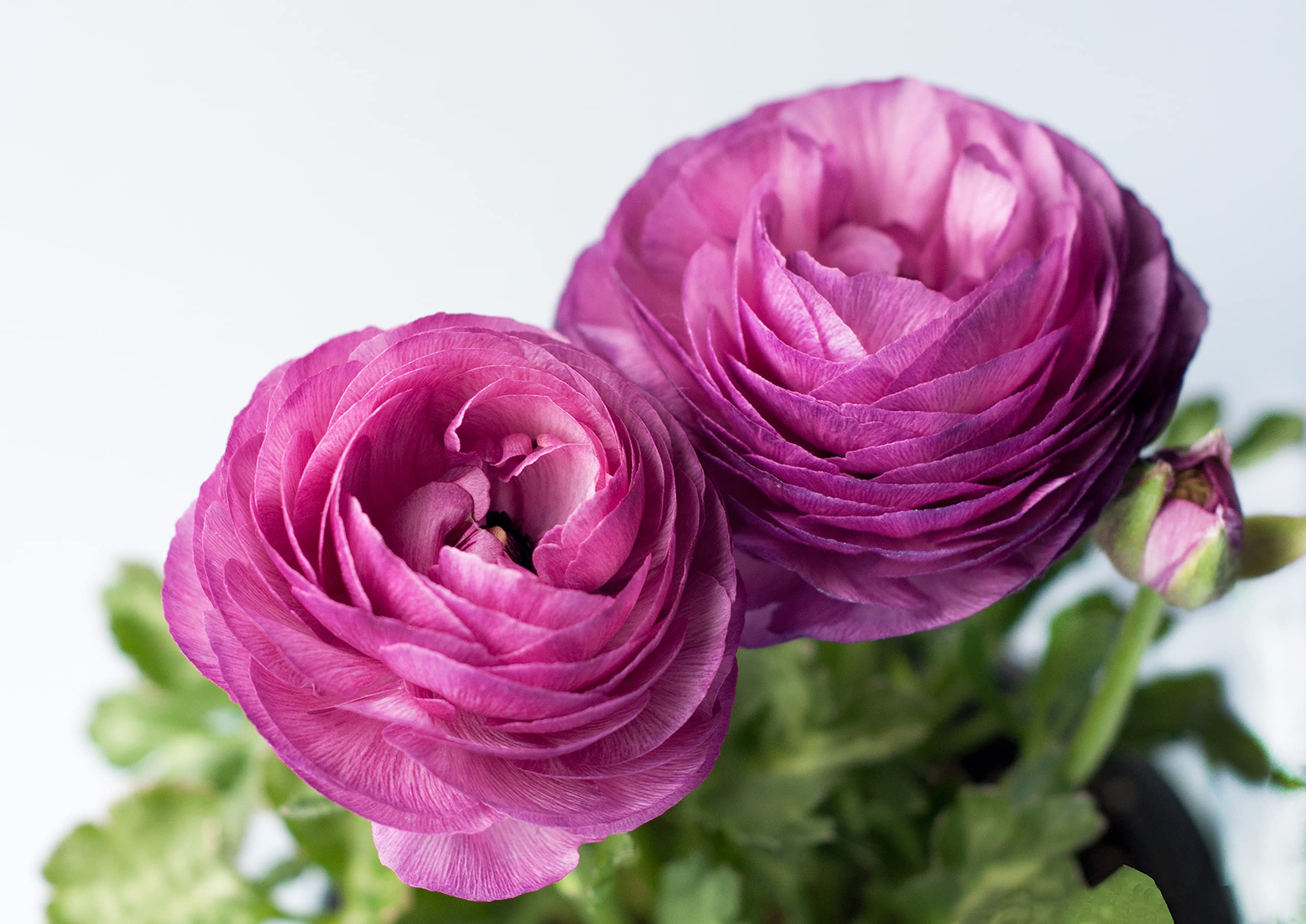 Oliwier's Bulbs 10 x Ranunculus Asiaticus Purple Beautiful Spring Summer Flowering Bulbs Persian Buttercup Cut Flowers Hardy Garden Perennial Ready To Plant Corms Size 5/6