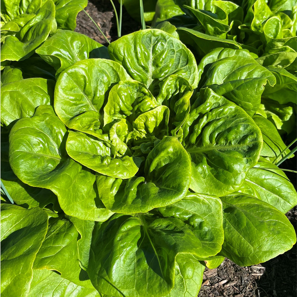 All-Year-Round Lettuce Seeds – 450 Seeds of Crisp Butterhead Lettuce – Suitable for Indoor & Outdoor Planting in Pots or Soil in Yard, Balcony or Garden – Packed in UK by Meldon Seeds