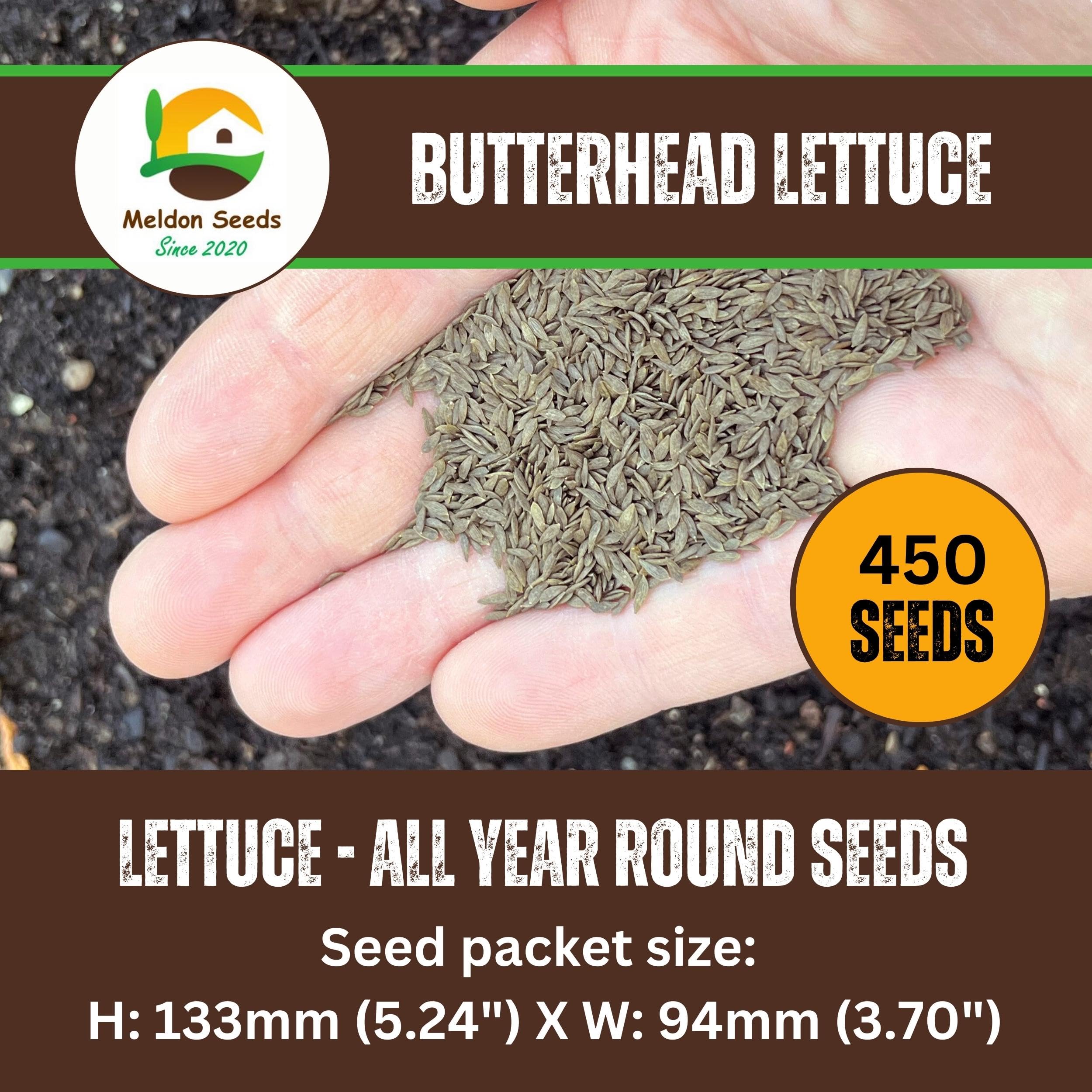 All-Year-Round Lettuce Seeds – 450 Seeds of Crisp Butterhead Lettuce – Suitable for Indoor & Outdoor Planting in Pots or Soil in Yard, Balcony or Garden – Packed in UK by Meldon Seeds