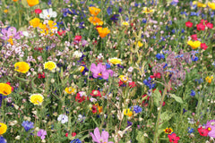 20 x Wildflower Seed Packets - Birthday Party Bag Fillers - Prime UNPERSONALISED Quick Dispatch