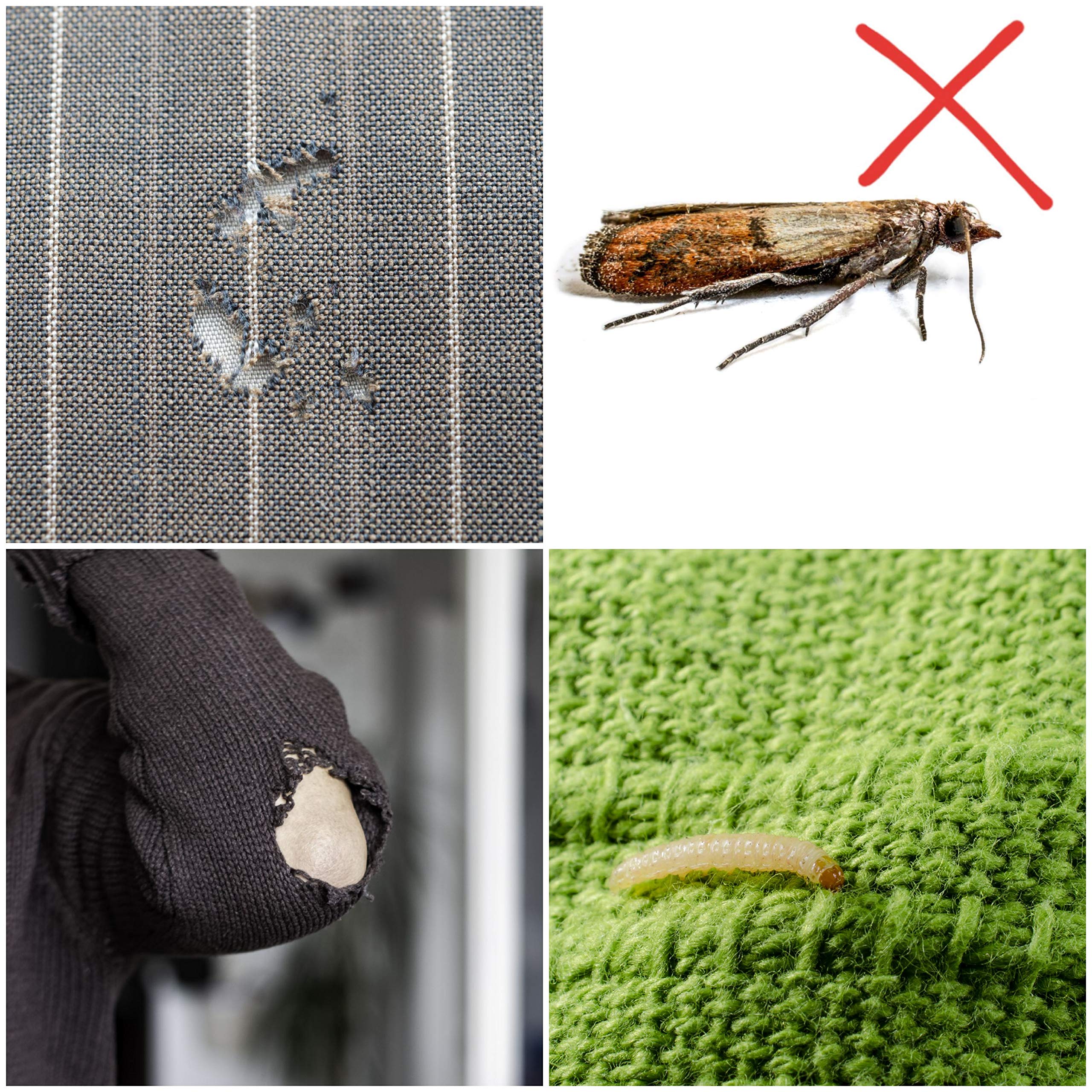 CARPET AND CLOTHES MOTH TRAPS. 7 Pack of Toxin-Free, Sticky Pheromone Traps that attract and kill Carpet Moths and Clothes Moths.