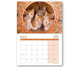 A4 Cute Kittens Calendar 2024. One Month to View. UK, Scotland, RoI & N Ireland Bank Holidays. Wall Calendar by Absolutely Yours.