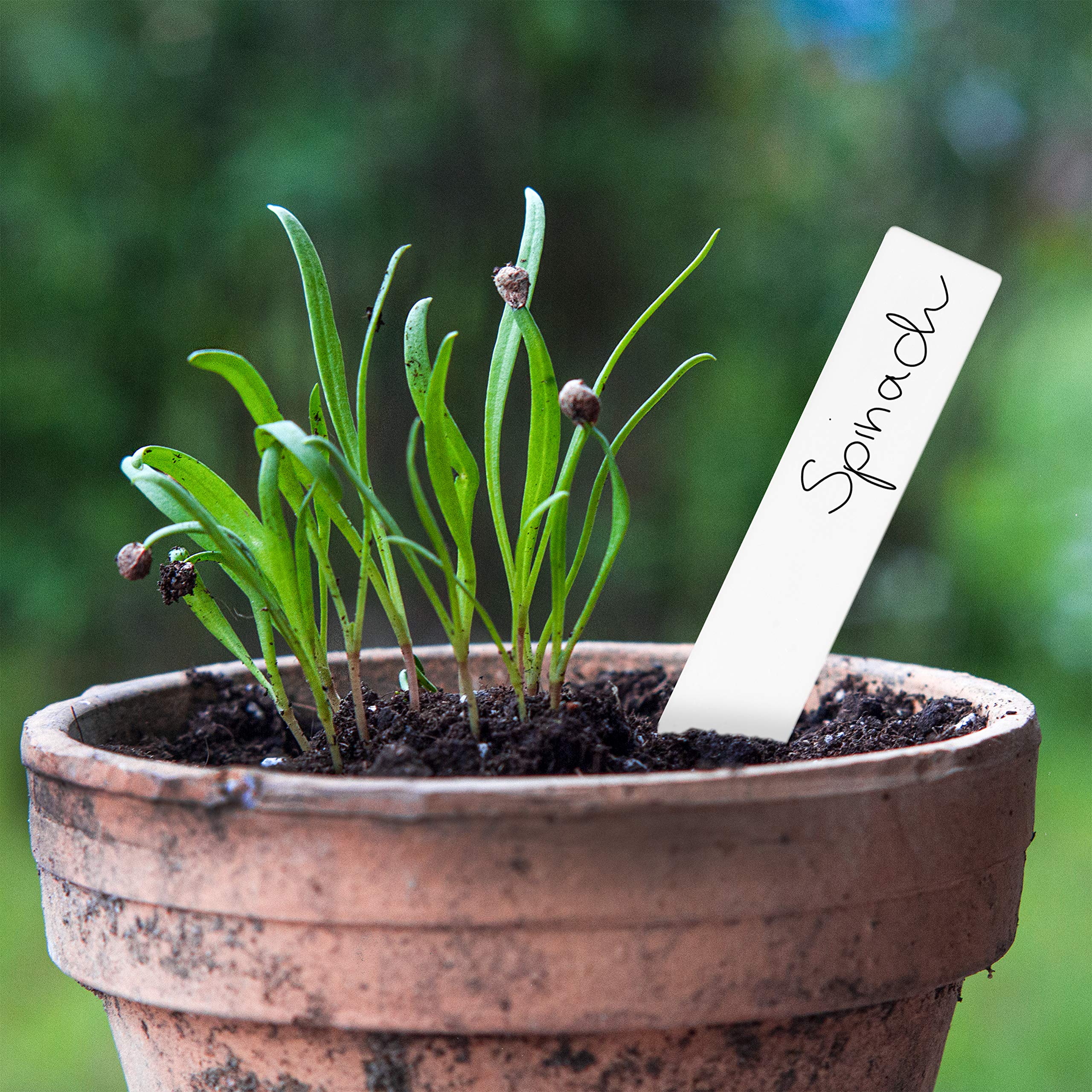 Wooden Signs for Labelling: Premium Wooden Plant Labels Set with 50 Plant Name Sticks and Waterproof Marker Pen - Plant Labels Wooden - Outdoor Plant Tags and Labels - Seedling Labels by OwnGrown