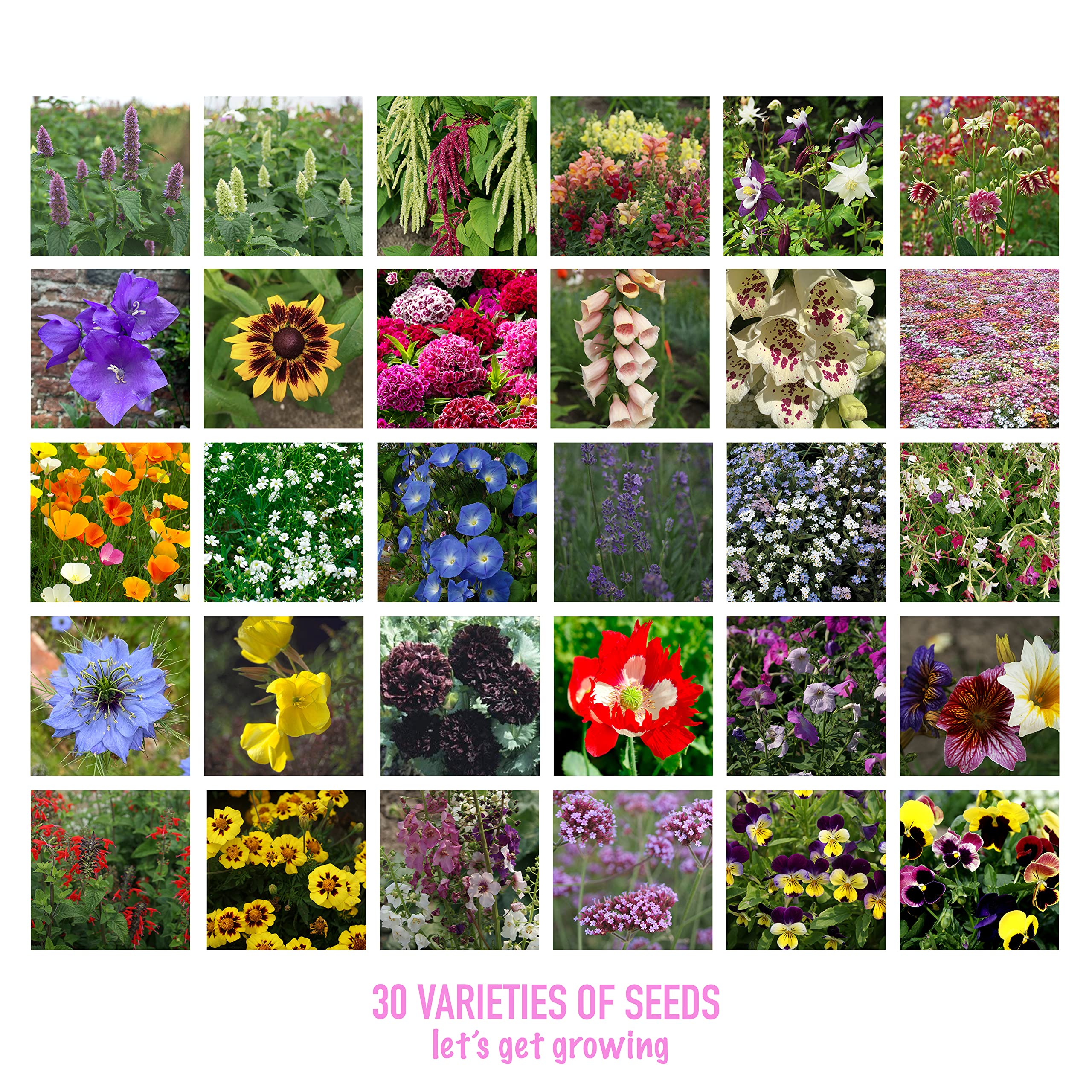 Scott&Co. Flower Seed Variety Pack - 30 Different Varieties of Flower Seeds to Grow Your Own. Butterfly and Bee Attracting, Grow Indoor and Outdoor. Gardening Gifts for Women and Men